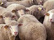 Moutons droite, citoyens gauche