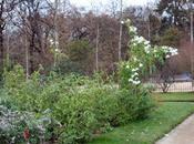 Dahlia arborea réveillonne avec nous