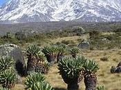 Parc national Kilimandjaro Tanzanie