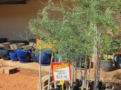 Découvrir pépinière dans désert Broome