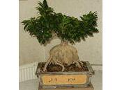 liens pour votre Ficus Ginseng