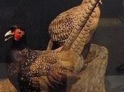 Museum d'histoire naturelle