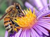 apiculteurs s’invitent chez Monsanto, intervention dessein…