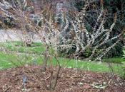Callicarpa dichotoma