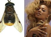 chercheurs nomme insecte "Beyoncé"