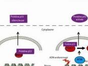 CANCER: protéines clés réguler, sinon rien Inserm Cancer Cell