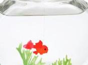 poisson rouge meurt JAMAIS