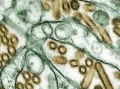 GRIPPE AVIAIRE H5N1 supervirus: L’OMS veut reprendre «lead» CIDRAP-Nature-OMS