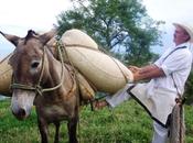 Irrationalité individuelle justesse marchés