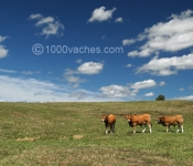 projet parc régional l’Aubrac avance