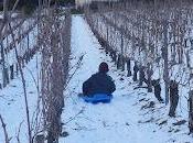 luge dans vignes Mirebeau