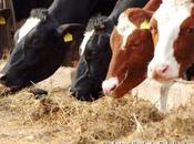 Santé nouveau virus attaque bétail français