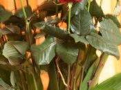 bouquets roses pour Valentin Italie