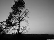 L'hiver noir blanc dans garrigue