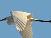 élégant Grande Aigrette...