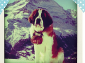 Focus chien d’avalanche