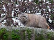 Manul, chat venu froid