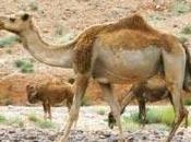 Plan développement l’élevage camelin région Laâyoune