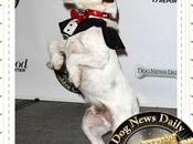 Uggie, nouveau chouchou poilu…