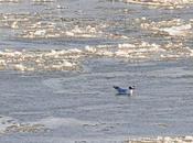 Vague froid début février 2012