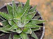 Haworthia