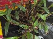 Bouture LEDEBOURIA SOCIALIS