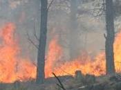 Réchauffement climatique menace l'augmentation incendies forêts