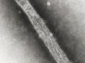 Recherches H5N1: virus dangereux, faut agir, alertent Microbiologistes American Society Microbiology- Mbio