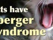 Kathy HOOPMANN cats have asperger syndrome