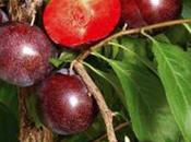 Est-ce Prunus salicina