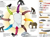 Infographie Animaux humains