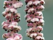 mystère pollinisation noisetiers