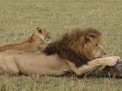 BeetleCam filment lions
