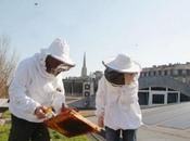 abeilles vivent mieux ville qu'à campagne