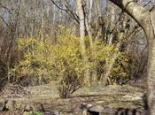 forsythias fleurissent