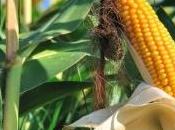 Maïs OGM: France maintient l'interdiction semer