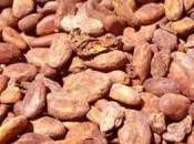 cacao devrait voir cours monter l’avenir