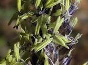 Seslérie bleue deux Carex