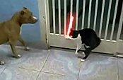 chat Jedi combat contre chien avec sabre laser videos