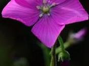 Drosera hamiltonii fleur