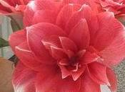 culture Amaryllis