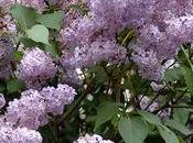 conseils pour conserver Lilas Syringa fleurs coupées