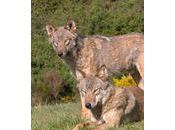 L’Etat persiste contre conservation loup