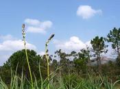 J'irai revoir Estérel