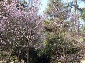 Magnolia 'Leonard Messel'