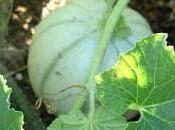 Cultivez melons votre jardin