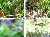 Quand printemps s'installe gite