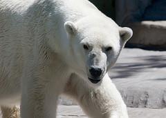 Apprivoiser ours polaire, c’est possible