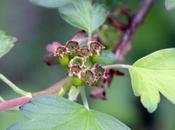 Ribes fasciculatum, mission accomplie