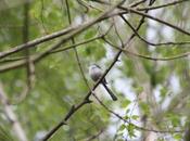 Aegithalos caudatus, elles sont installées chez